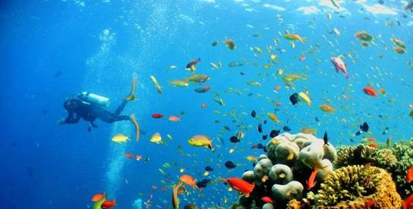 Lặn biển là môn thể thao khá thịnh hành ở những vùng biển nhiều san hô như Nha Trang, Cù Lao Chàm, Quy Nhơn… Khi tham gia, bạn sẽ được trang bị đồ nghề chuyên nghiệp như một thợ lặn gồm quần áo lặn, kính mắt, ống thở, bình hơi cùng dây nịt bằng chì. Chi phí cho một vòng lặn 30 phút khoảng 500.000-600.000 đồng. Ngoài ra còn có dịch vụ chụp ảnh lặn cho du khách với giá 200.000 đồng/10 kiểu. Lặn biển là môn thể thao khá thịnh hành ở những vùng biển nhiều san hô như Nha Trang, Cù Lao Chàm, Quy Nhơn… Khi tham gia, bạn sẽ được trang bị đồ nghề chuyên nghiệp như một thợ lặn gồm quần áo lặn, kính mắt, ống thở, bình hơi cùng dây nịt bằng chì. Chi phí cho một vòng lặn 30 phút khoảng 500.000-600.000 đồng. Ngoài ra còn có dịch vụ chụp ảnh lặn cho du khách với giá 200.000 đồng/10 kiểu.