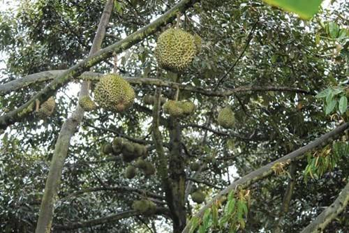 Sầu riêng vào mùa. Sầu riêng vào mùa.