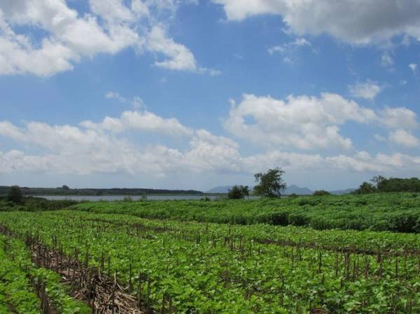  Rẫy đậu và khoai mì ven hồ Đá Bàng - Ảnh: N.T.Đăng