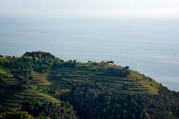 Cánh đồng nho nhìn ra biển ở các làng thuộc Cinque Terre - Ảnh: flickr