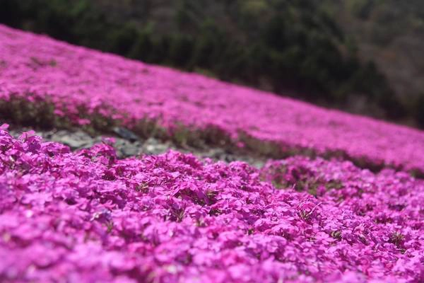 Hoa Shibazakura là một trong những loài hoa nở rộ vào mùa Xuân ở Nhật Bản. Hoa có hình dáng tương tự hoa anh đào nhưng thật ra không cùng chủng loại. Từ giữa tháng 4 đến cuối tháng 5 là thời điểm hoa Shibazakura nở, tạo nên tấm thảm hoa tuyệt đẹp với 3 màu hồng, trắng, tím xen kẽ. Hoa Shibazakura là một trong những loài hoa nở rộ vào mùa Xuân ở Nhật Bản. Hoa có hình dáng tương tự hoa anh đào nhưng thật ra không cùng chủng loại. Từ giữa tháng 4 đến cuối tháng 5 là thời điểm hoa Shibazakura nở, tạo nên tấm thảm hoa tuyệt đẹp với 3 màu hồng, trắng, tím xen kẽ.