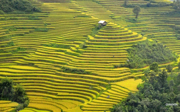 Cùng với mùa nước đổ, ruộng bậc thang chỉ thực sự phô bày hết vẻ đẹp của nó trong mùa lúa chín