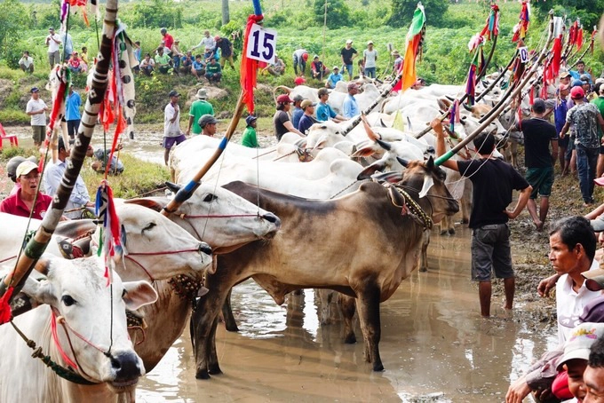 Từ sáng sớm 21/9, đông đảo đồng bào Khmer đã có mặt quanh những thửa ruộng phía sau chùa Rô (xã An Cư, huyện Tịnh Biên) để xem hội đua bò, cấy mạ. Đây là sân chơi truyền thống dịp Tết Sene Dolta (Lễ cúng ông bà) vào khoảng 29/8 - 1/9 âm lịch của người Khmer vùng Bảy Núi.  Năm nay, sư cả chùa Rô Ta Nhu Chas Cach mời 24 đội đua từ các xã thuộc huyện Tịnh Biên và Tri Tôn về tham dự. Các đôi "bò chiến" được đeo số thứ tự, đứng theo hàng chuẩn bị ra thi đấu.