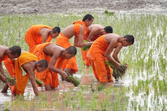 Các sư trong chùa cấy mạ trên cánh đồng sau chùa Rô.