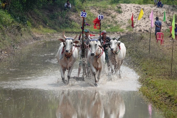 Hai đôi bò băng băng về đích. Phía ngoài ruộng vang lên tiếng vỗ tay, hò reo của hàng trăm khán giả trong âm nhạc dân tộc, tiếng hét của những người điều khiển trên đường đua để thúc bò bứt phá về đích.  Kết quả chung cuộc, đôi bò của ông Đặng Văn Em (xã An Cư) đạt giải nhất; đôi bò của ông Lê Thanh Phong (xã An Phú, Tịnh Biên) đạt giải nhì và giải ba thuộc về đôi bò của ông Nguyễn Phước Sang (xã An Phú).