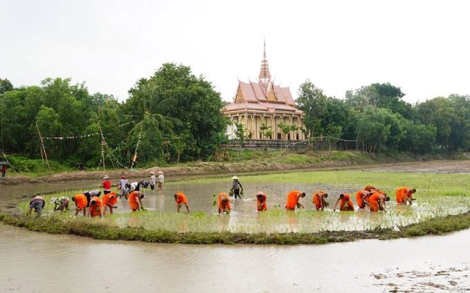 Hội đua bò diễn ra từ sáng đến trưa, các nhà sư cùng bà con cấy mạ vào chiều cùng ngày trên những thửa ruộng phía sau chùa Rô.