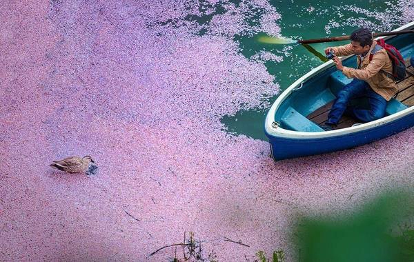 Sau một đợt hoa rụng. Sau một đợt hoa rụng.