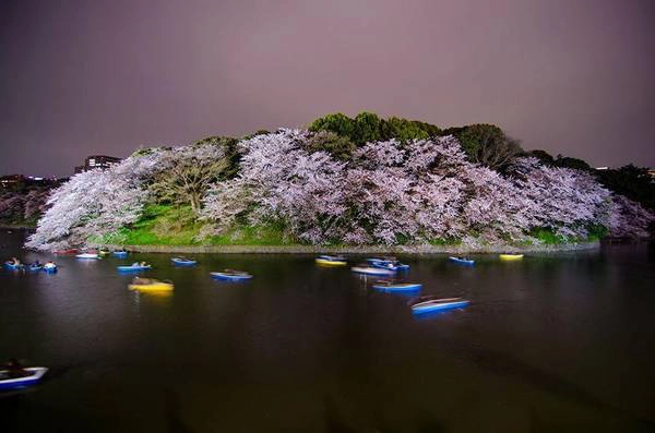 Khung cảnh đẹp như tranh ở Chidorigafuchi mùa hoa. Khung cảnh đẹp như tranh ở Chidorigafuchi mùa hoa.