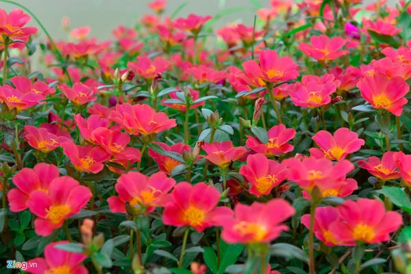 Bên cạnh hoa mười giờ, người dân Khai Thái còn trồng thêm hoa sam, hoa thanh táo để tạo thêm màu sắc cho đường hoa. Bên cạnh hoa mười giờ, người dân Khai Thái còn trồng thêm hoa sam, hoa thanh táo để tạo thêm màu sắc cho đường hoa.