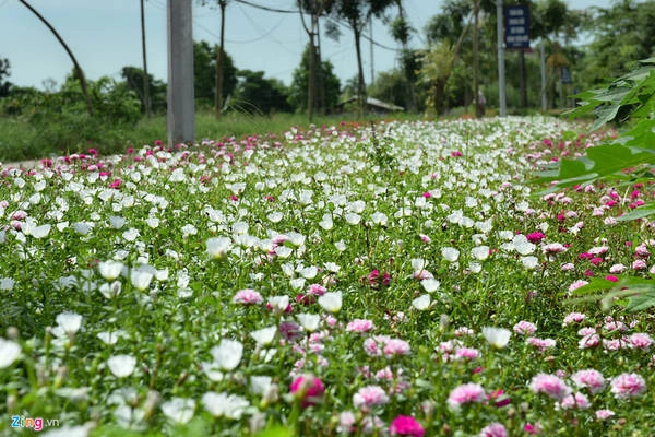 Ban đầu, UBND huyện hỗ trợ một phần giống hoa. Bà con nhân dân tự nhân giống để đường hoa ngày càng được mở rộng. Ban đầu, UBND huyện hỗ trợ một phần giống hoa. Bà con nhân dân tự nhân giống để đường hoa ngày càng được mở rộng.
