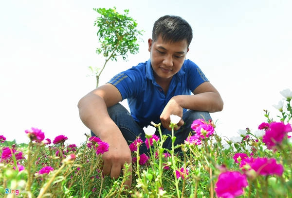 Mỗi đoạn đường hoa mười giờ sẽ được giao cho Đoàn Thanh niên, hội Cựu chiến binh, hội Phụ nữ… trồng, chăm sóc. Mỗi đoạn đường hoa mười giờ sẽ được giao cho Đoàn Thanh niên, hội Cựu chiến binh, hội Phụ nữ… trồng, chăm sóc.