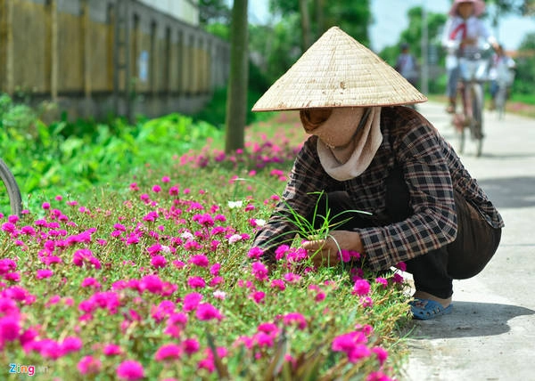Chị Thoa, hội viên hội phụ nữ thôn Vĩnh Thượng chia sẻ ban đầu, hai bên đường nhiều sỏi đá, chị và các chị em phụ nữ khác phải đi nhặt sỏi, tưới nước và bón phân. Chỉ sau nửa tháng, cây hoa phát triển tốt và sau chưa đầy hai tháng, con đường hoa mười giờ đã hình thành. Chị Thoa, hội viên hội phụ nữ thôn Vĩnh Thượng chia sẻ ban đầu, hai bên đường nhiều sỏi đá, chị và các chị em phụ nữ khác phải đi nhặt sỏi, tưới nước và bón phân. Chỉ sau nửa tháng, cây hoa phát triển tốt và sau chưa đầy hai tháng, con đường hoa mười giờ đã hình thành.