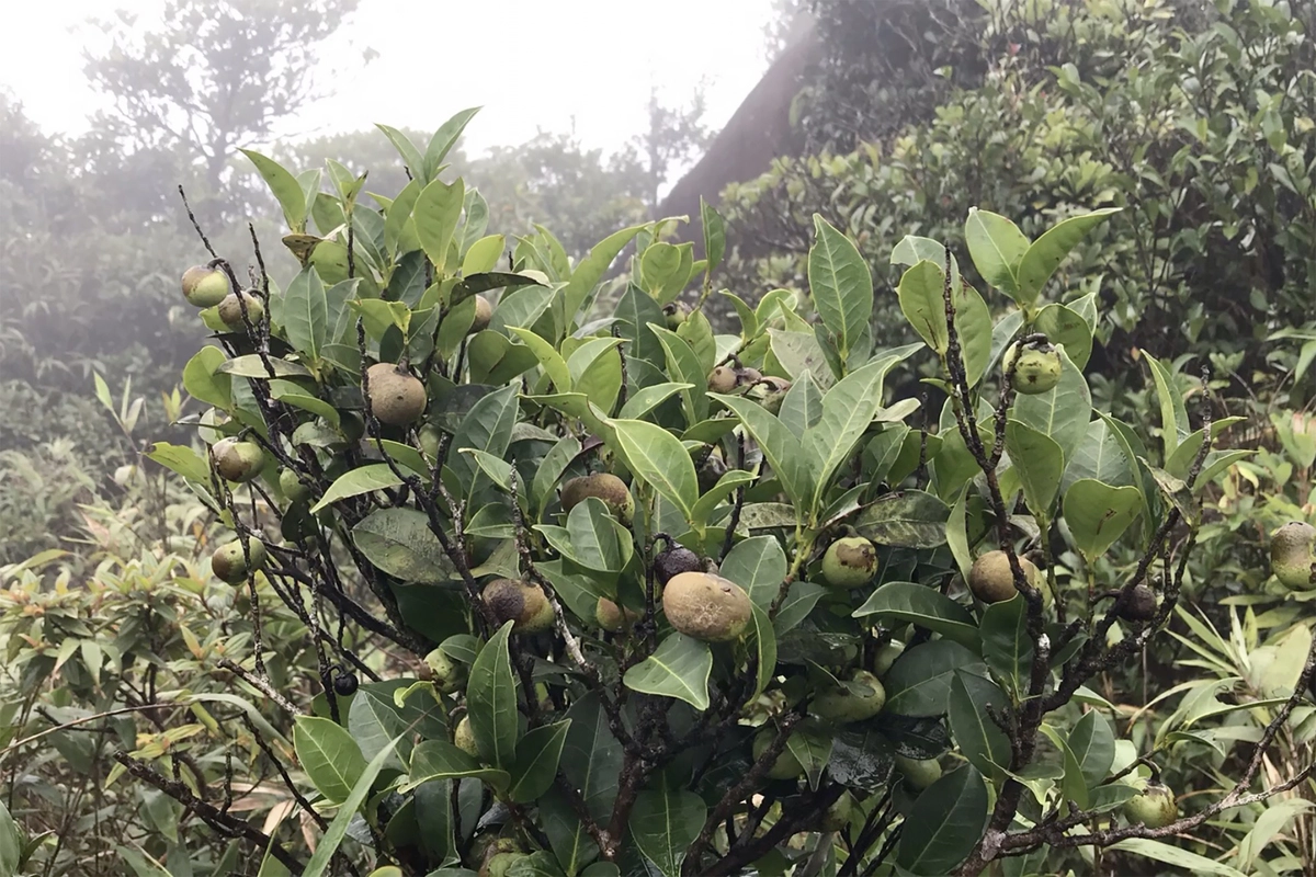 Trước kia, người dân địa phương thường lên đây hái chè về uống. Chè ở đây có lá khá cứng, dày, vị nhạt hơn chè ở trung du. Một thời gian sau, người dân ở Hướng Sơn đưa giống chè này về trồng ở vườn nhà.