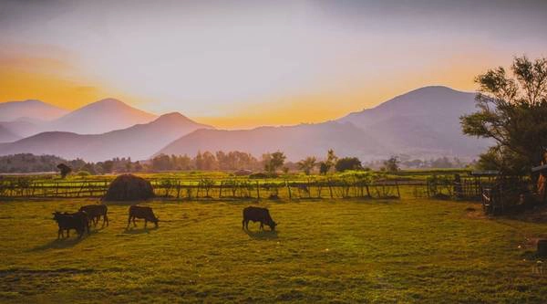Hoàng hôn ở khu vực giáp ranh giữa Ninh Thuận và Khánh Hòa, trên một cung đường rộng với hai bên là những cánh đồng mênh mông và dãy núi trùng trùng điệp điệp. Tất cả hòa quyện với nhau tạo thành một bức tranh yên bình, trầm mặc đậm chất làng quê Việt Nam. 