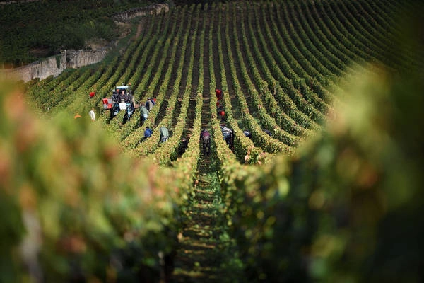 Người dân nhộn nhịp thu hoạch nho tại trang trại Armand Rousseau thuộc Gevrey-Chambertin, Pháp. Ảnh: Eric Feferberg/AFP/Getty