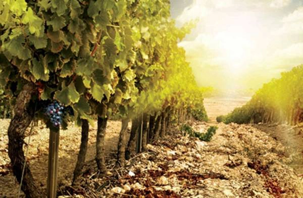 Vườn nho ở Franciacorta