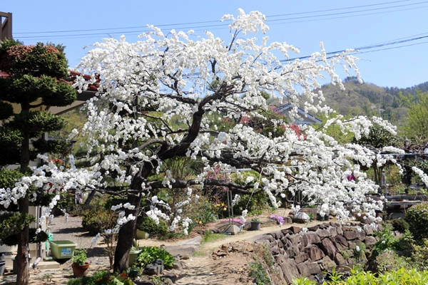 fukushima-vung-dat-cua-nhung-ho-nuoc-xanh-tuyet-dep-ivivu-14