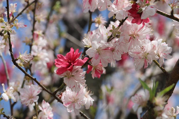 fukushima-vung-dat-cua-nhung-ho-nuoc-xanh-tuyet-dep-ivivu-1