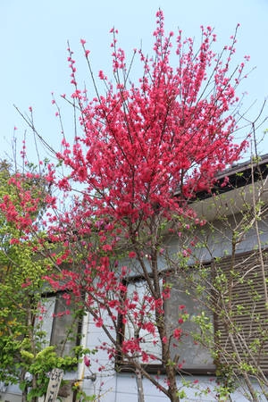 fukushima-vung-dat-cua-nhung-ho-nuoc-xanh-tuyet-dep-ivivu-4