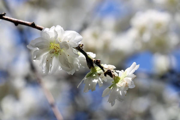 fukushima-vung-dat-cua-nhung-ho-nuoc-xanh-tuyet-dep-ivivu-8