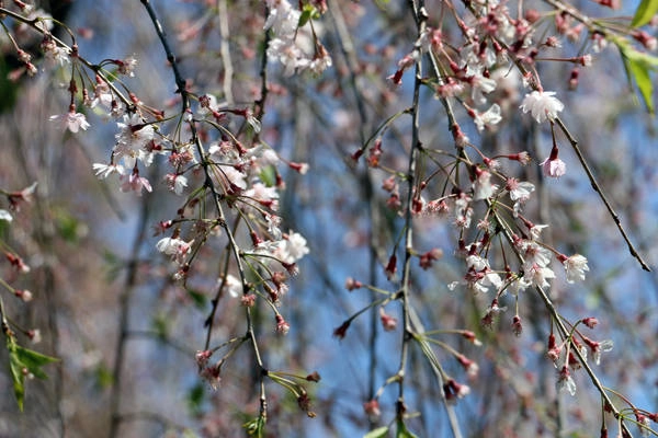 fukushima-vung-dat-cua-nhung-ho-nuoc-xanh-tuyet-dep-ivivu-9