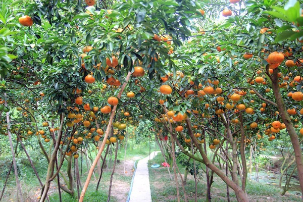 Khi vào vườn, bạn sẽ bị choáng ngợp với những haàng cây trĩu quả - Ảnh: Dương Quán Hạ