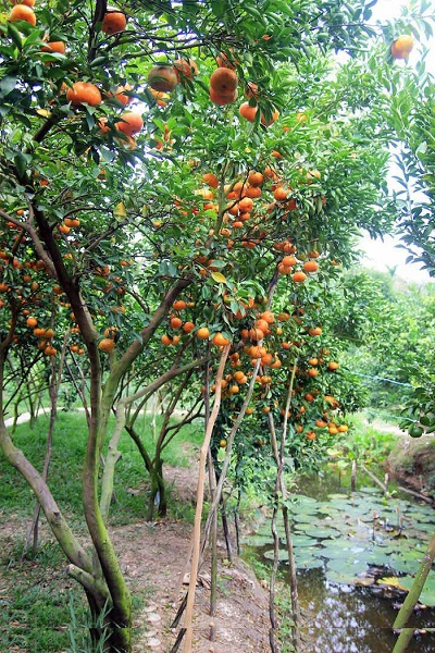 Quýt được thu hoạch để chuẩn bị đóng gói mang đi tiêu thụ - Ảnh: Dương Quán Hạ