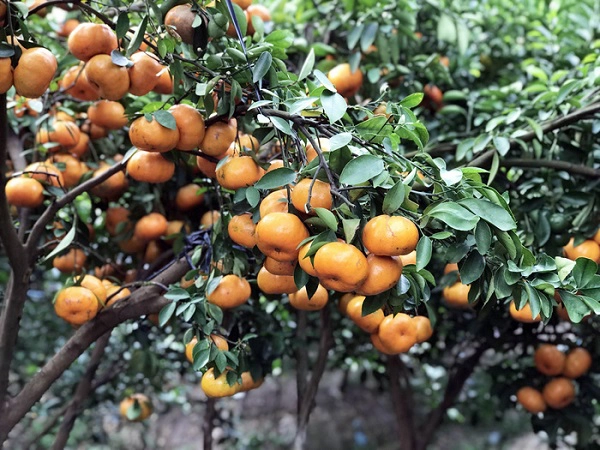 Những chùm quýt căng mọng - Ảnh: Dương Quán Hạ