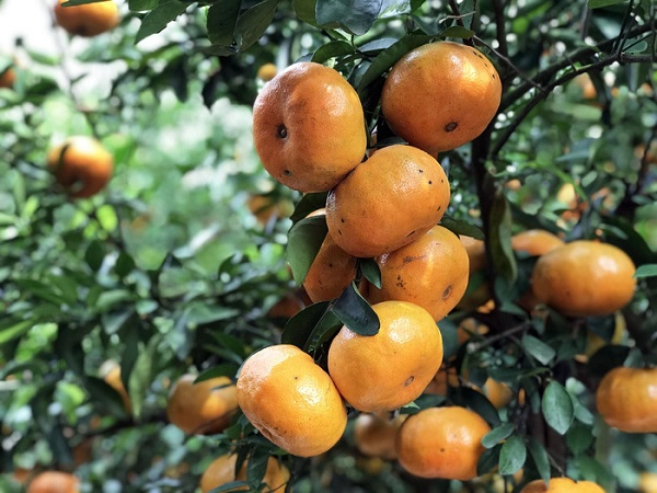 Do được phù sa bồi đắp, khí hậu thích hợp nên quýt hồng căng mọng, bóng bẩy - Ảnh: Dương Quán Hạ