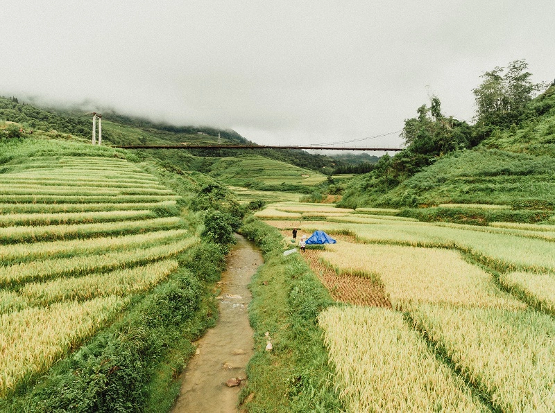 ghe-ha-giang-mua-lua-chin-chiem-nghiem-cuoc-song-binh-di-ivivu-2