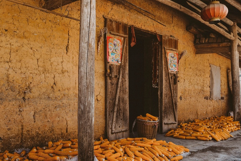 Hà Giang vào tháng 9, tháng 10 không chỉ có những cánh đồng vàng ươm màu lúa chín mà còn ngập tràn những ruộng ngô vào vụ thu hoạch. Ghé thăm các ngôi nhà cổ ở thị trấn Phó Bảng, khách du lịch sẽ bị cuốn hút bởi sắc vàng trù phú của những bắp ngô nếp bóc vỏ phơi đầy trước sân. Hình ảnh những bắp ngô treo trước hiên nhà đã trở thành nét đặc trưng quen thuộc của thị trấn cổ nơi địa đầu Tổ quốc. 