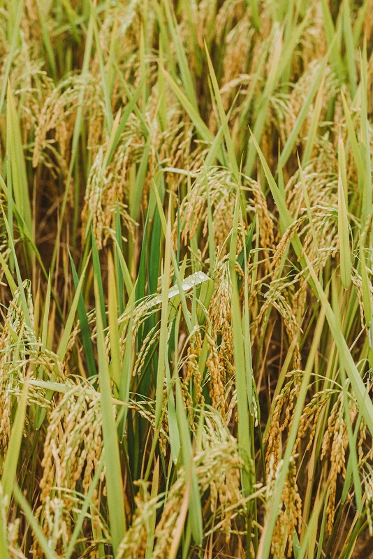  Tháng 9, tháng 10 là thời điểm Hà Giang vào mùa lúa chín. Những ruộng lúa nặng trĩu bông, thơm hương, nhuộm một màu vàng trù phú lên mảnh đất địa đầu Tổ quốc.