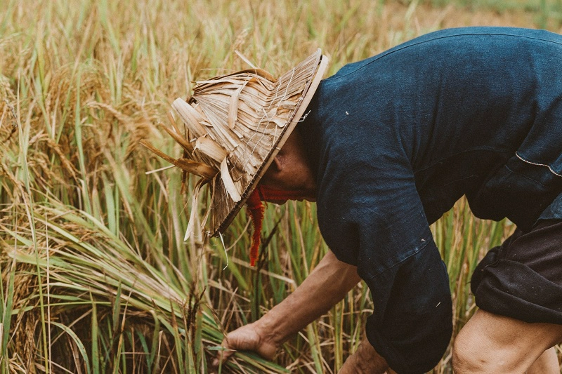  Trên một bản làng xa xôi nào đó, du khách sẽ bất chợt bắt gặp những người nông dân vùng cao chịu thương chịu khó bắt đầu bước vào vụ thu hoạch lúa đầu mùa. Những con người lam lũ "bán mặt cho đất, bán lưng cho trời" tạo nên vẻ đẹp mộc mạc cho Hà Giang.