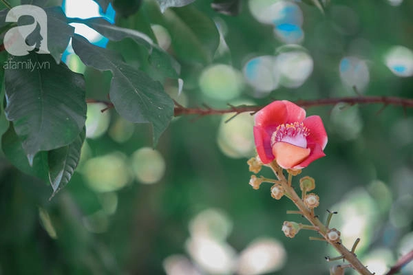 Hoa sala có hình dáng rất giống hoa sen. Hoa sala có hình dáng rất giống hoa sen.