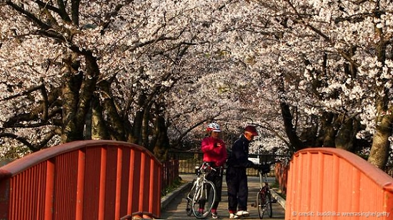 Những chùm hoa anh đào nở ở Osaka. Những chùm hoa anh đào nở ở Osaka.