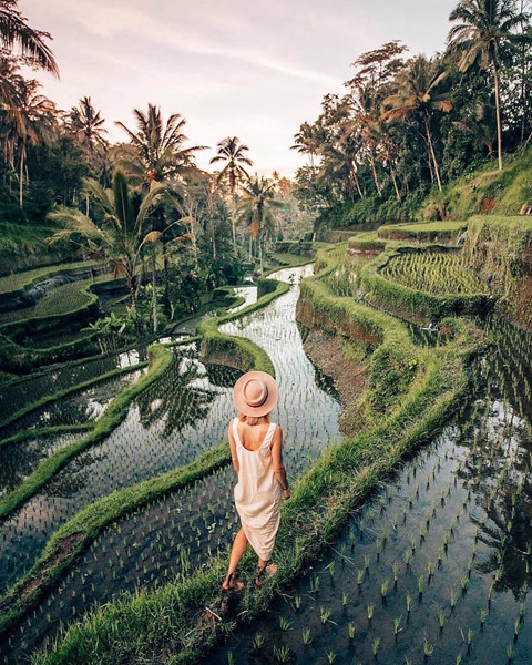 7. Ruộng bâc thang Tegalalang: Là một trong những ruộng bậc thang kiểu subak đẹp nhất ở Ubud, Tegalalang đã làm biết bao con tim của khách du lịch phải mê đắm trước cảnh sắc của mình. Xen kẽ những nếp ruộng xếp tầng xanh mướt là hàng dừa cao vút, sai quả, đặc trưng của một hòn đảo nhiệt đới hoang sơ. Ảnh: Leaguetravels