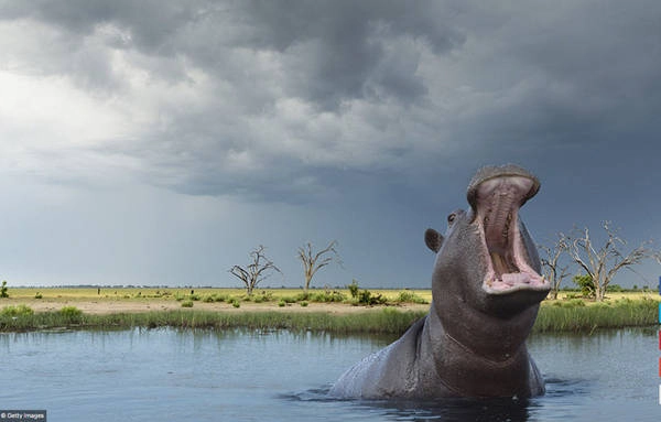 Đồng bằng Okavango, Botswana: Vùng đất thấp, bằng phẳng này là nơi ở của một số loài động vật có vú có nguy cơ tuyệt chủng cao nhất trên thế giới như chim báo, tê giác trắng, tê giác đen, chó rừng châu Phi và sư tử. Đồng bằng Okavango, Botswana: Vùng đất thấp, bằng phẳng này là nơi ở của một số loài động vật có vú có nguy cơ tuyệt chủng cao nhất trên thế giới như chim báo, tê giác trắng, tê giác đen, chó rừng châu Phi và sư tử.