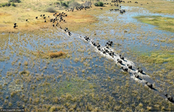 Một đàn trâu trâu vượt qua con sông ở đồng bằng Okavango. Đồng bằng nằm ở phía tây bắc Botswana bao gồm các vùng đầm lầy vĩnh viễn và vùng đồng bằng ngập nước theo mùa. Một đàn trâu trâu vượt qua con sông ở đồng bằng Okavango. Đồng bằng nằm ở phía tây bắc Botswana bao gồm các vùng đầm lầy vĩnh viễn và vùng đồng bằng ngập nước theo mùa.