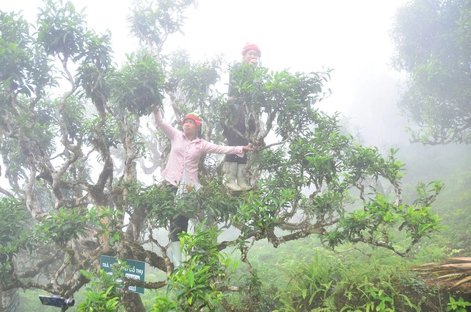 Người dân hái trà trong tiết sương mù. Ảnh: Báo Thanh niên