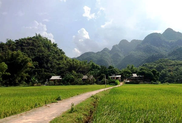 Mai Châu xanh ngắt, màu xanh của lúa đang trổ đòng nõn nà. 