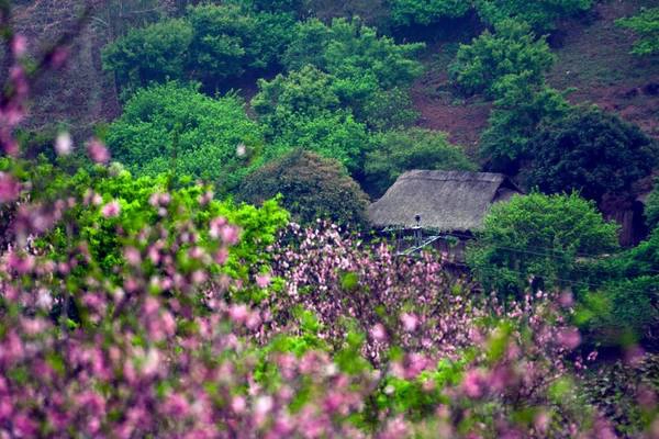 Hoa đào khoe sắc trong tiết trời se lạnh, mờ sương. Ảnh: Nhuhoangnguyen