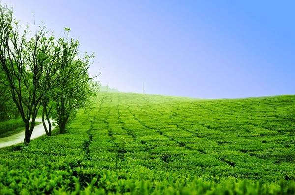 Một buổi sáng trên cao nguyên Mộc Châu - Ảnh: apttravel