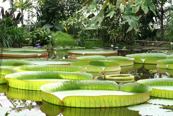 Lá sen khổng lồ được trồng tại chùa. Ảnh: dulichmt.blogspot