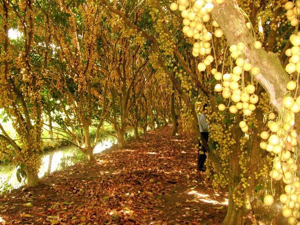 Vườn cây trái ở Cần Thơ. Ảnh: mekongdeltaexplorer.com