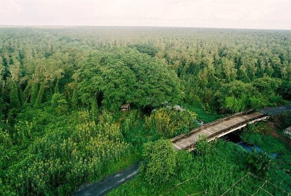Một con đường nhỏ trong rừng U Minh Hạ. - Ảnh: Son Yama