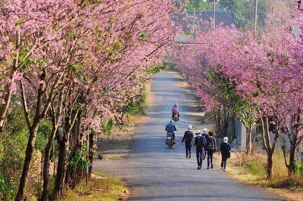 Một con đường hoa đẹp ở Đà Lạt. Ảnh: Đà Lạt trong tôi Một con đường hoa đẹp ở Đà Lạt. Ảnh: Đà Lạt trong tôi