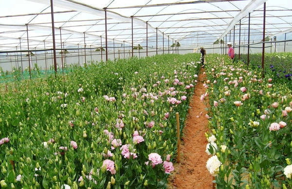 Làng hoa Thái Phiên. Ảnh: dulichdalatnhatrang.com Làng hoa Thái Phiên. Ảnh: dulichdalatnhatrang.com
