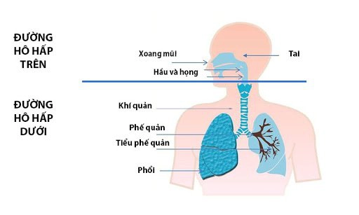 Đường hô hấp trên
