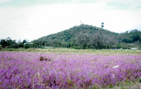 Phong cảnh hữu tình với đồi núi trập trùng bên cánh đồng hoa tím.