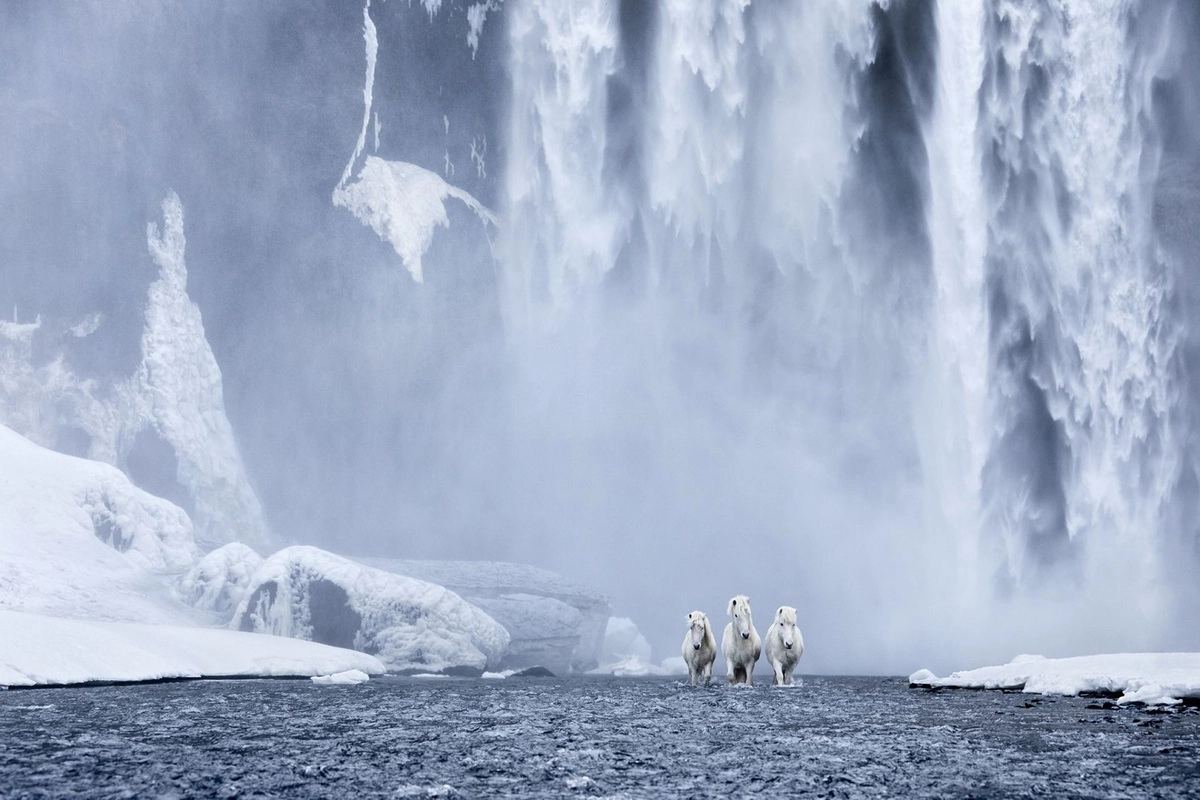 Ngựa Iceland là một trong những giống loài có nhiều màu sắc nhất trên thế giới, với hơn 40 màu và hơn 100 biến thể có nhiều màu lông khác nhau, tuy nhiên chủ yếu là 4 màu trắng, nâu, đen, hạt dẻ.   Bức ảnh trên được tác giả chụp tại Skogafoss, một trong những thác nước lớn nhất của băng đảo, trong mùa đông lạnh giá. 